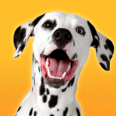 Dalmatian Dog Simulator Apk