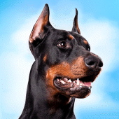 Doberman Dog Simulator Apk