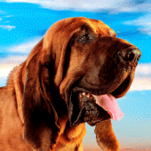 Fila Brasileiro Simulator Apk