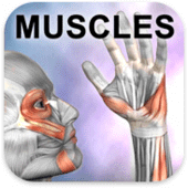 Learn Muscles: Anatomy Apk