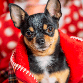 Jigsaw Puzzles Dogs Collection Apk