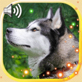 Husky Sounds Live Wallpaper Apk