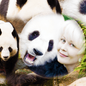 Panda Frames For Pictures Apk