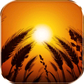 Wheat Dreams Live Wallpaper Apk