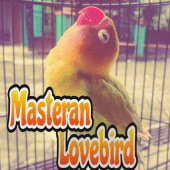 Masteran lovebird Apk