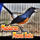 Masteran Murai Batu Apk