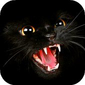 Black Cat Wallpaper Full HD (backgrounds & themes) Apk