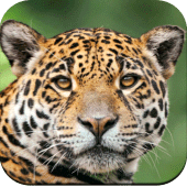 Wild Animal Wallpaper 4K Apk