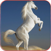 Horse Wallpapers 4K Apk