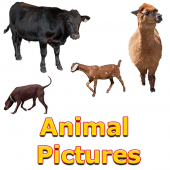 Animals Name and Pictures for Kids Apk