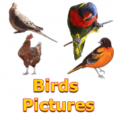 Birds Names with Pictures for Kids Apk