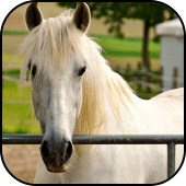 White horses wallpapers Apk