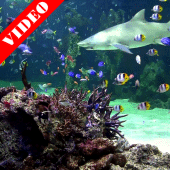 Video Wallpaper: Aquarium Apk