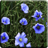 Blue Flowers Live Wallpaper Apk