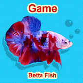 Betta Fish Seller Apk