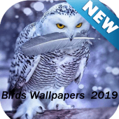 Brids Wallpapers New 2019 Apk