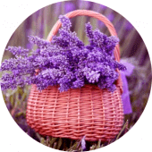 Lavender Wallpaper Apk