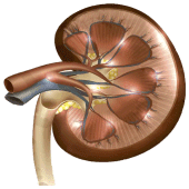 Creatinine Clearance Rate Apk