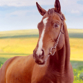 Horse Home Apk