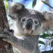 Talking Koala Bear Apk