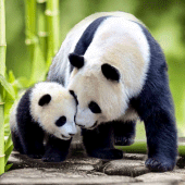 Talking Pandas Apk