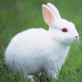 Talking Rabbit Apk