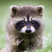 Talking Raccoon Apk