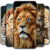 Lion Wallpaper Apk