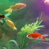 Aquarium Fish Live Wallpaper Apk