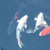 Koi Fish Live Wallpaper Apk