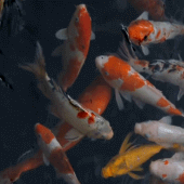 Real Aquarium Live Wallpaper Apk