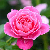 pink rose wallpaper Apk