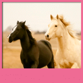 Horses Live Wallpapers Apk