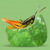 Grasshoppers of the Western US Apk