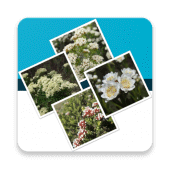 Key to the Cassinia group Apk