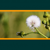 Weeds of Australian Cotton Apk