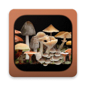 FunKey: Key to Agarics Apk