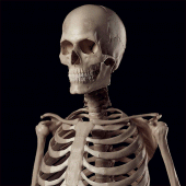 Human Skeleton Reference Guide Apk