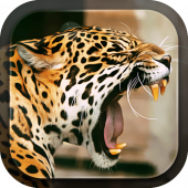 Leopard Live Wallpaper Apk