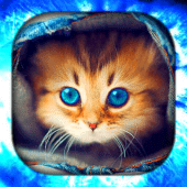 Kitten Wallpaper Live HD/3D/4K Apk