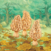 Morels Apk