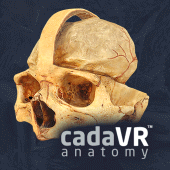 cadaVR anatomy Apk