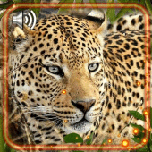 Leopard Sounds Live Wallpaper Apk