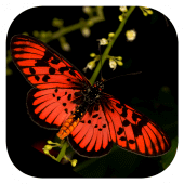 Woodhall's Butterflies RSA Apk