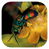 Insects of South Africa Apk