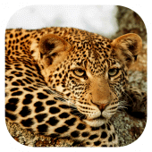 Stuarts’ SA Mammals Apk