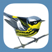 Sibley Birds 2nd Edition Apk