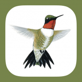 Sibley Guide to Hummingbirds Apk