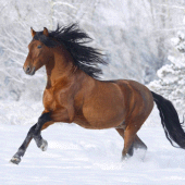 Horses Live Wallpaper Apk