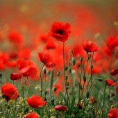 Poppies live wallpaper Apk